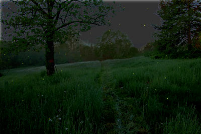 [fireflies.jpg]