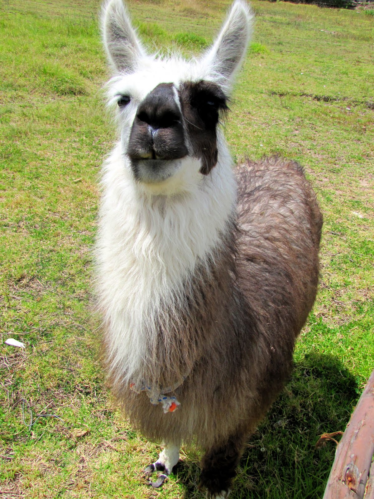 Tumbaco, Ecuador wide open world