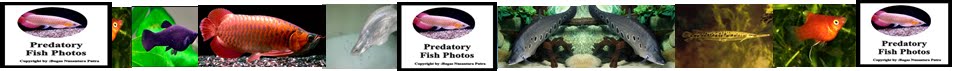 Predatory fish Photos