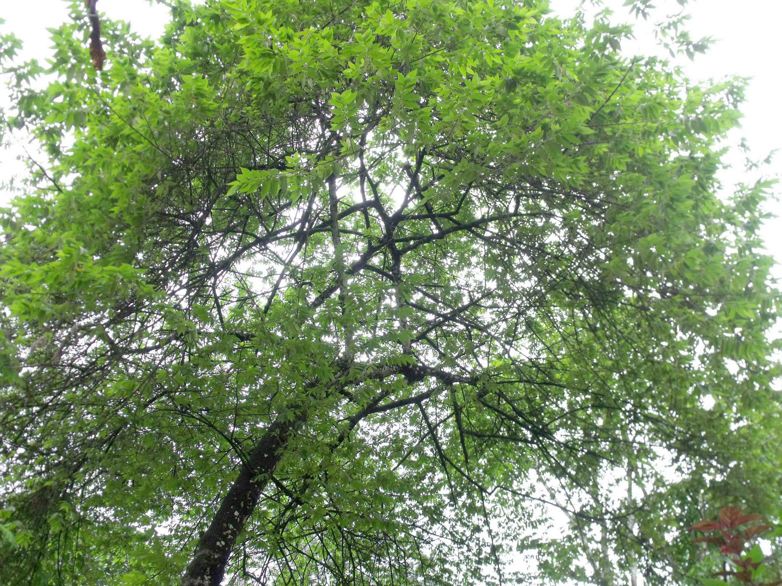 philipveerasingam The beauty of a 'jam fruit tree'.