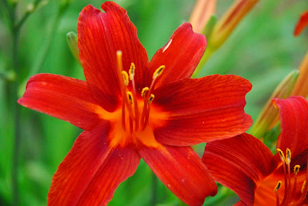 Red Daylillies