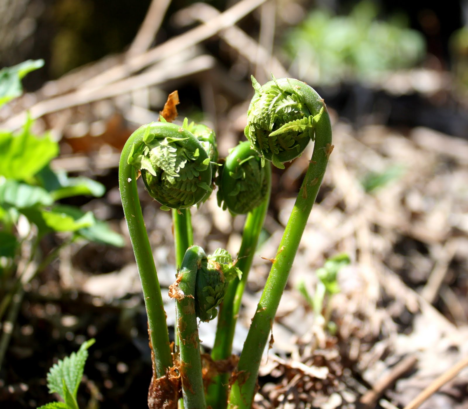 Achorn Farm Fiddleheading in Maine
