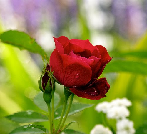 gulab phool