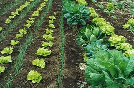 [horta.bmp]