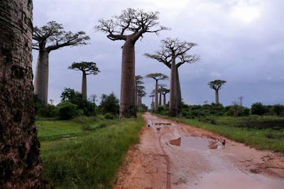 Baobab Tree or Upside-Down Tree