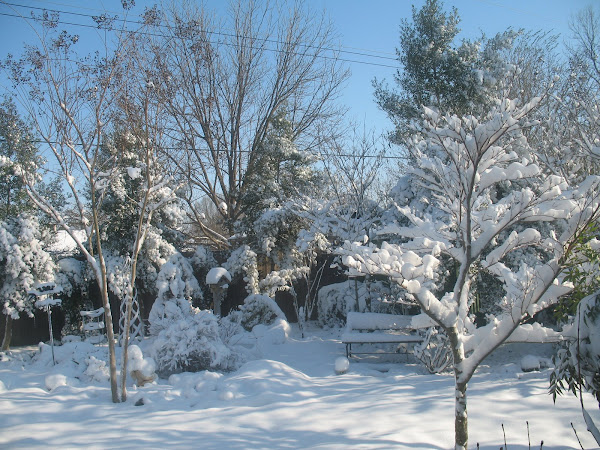 My Snow Garden