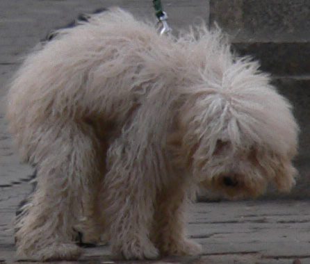[perro3.jpg]