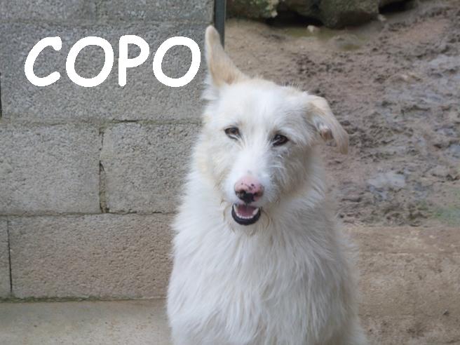 COPO