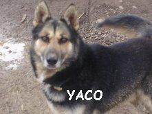 YACO