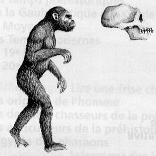 australopitheque.gif
