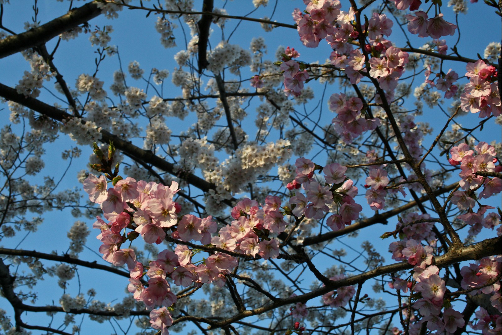 [CherryBlossoms_Com.jpg]