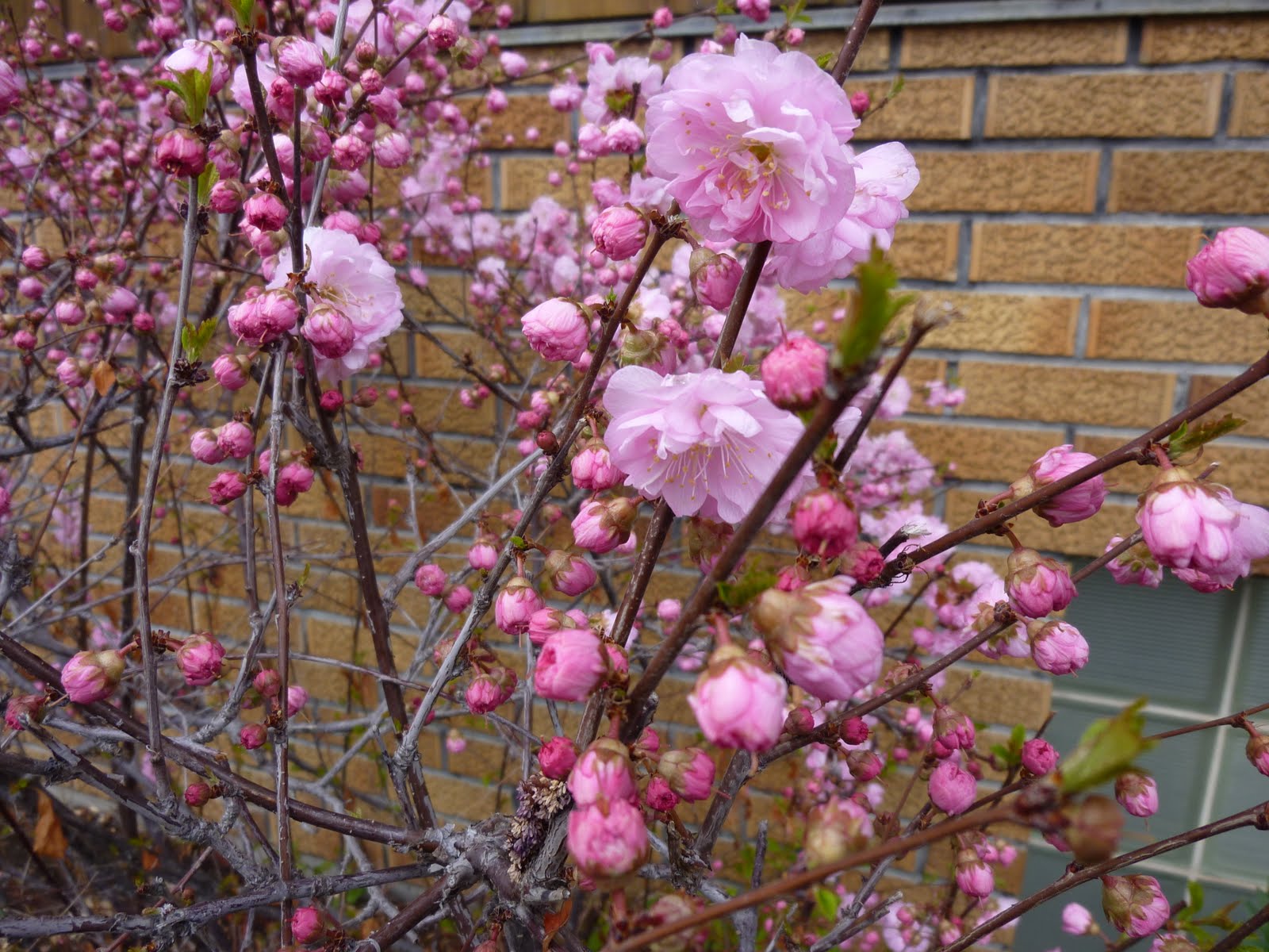 Blogs & Blooms Cherry Blossom Season In Calgary