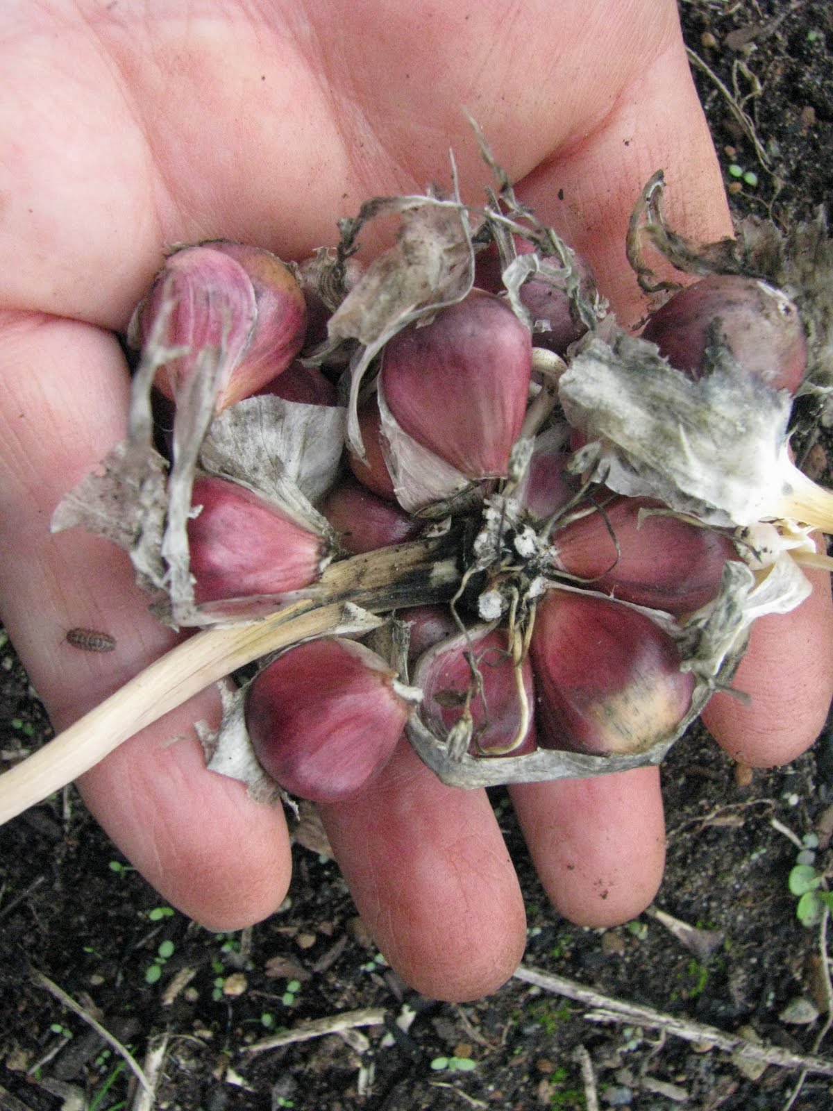 Blogs & Blooms Planting Garlic Bulbils