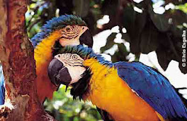 Arara do pantanal