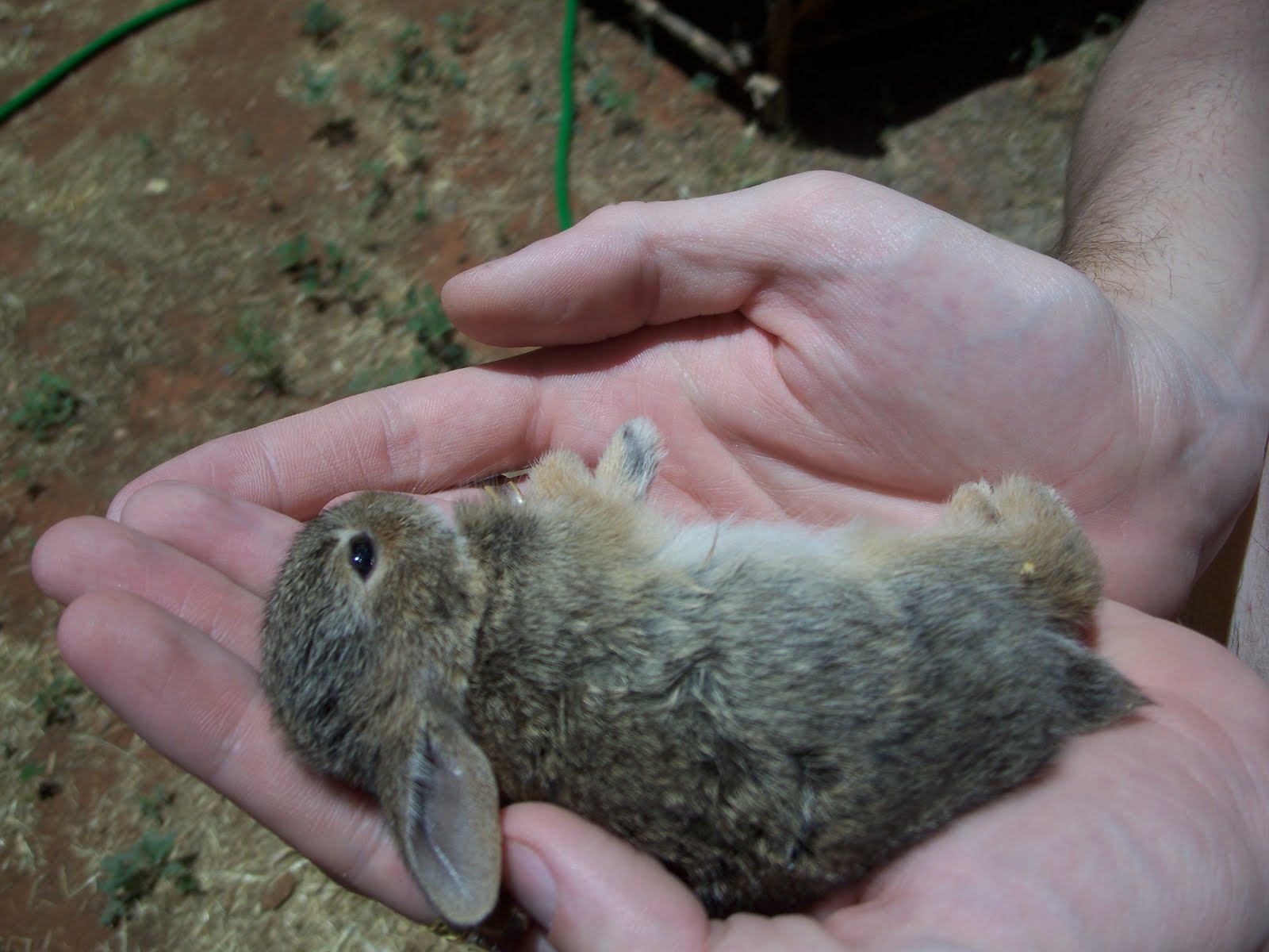 Fox the Poet Her cat killed a bunny, which died in my hands