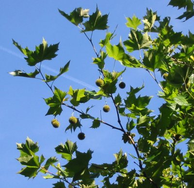 leaves of plane