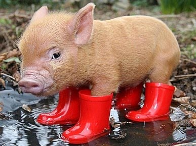 Boot Wearing Pig