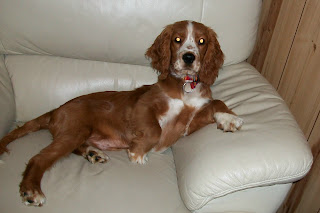 BecsBlogWorld: My Puppy - Chocco (Cavalier x Cocker Spaniel)