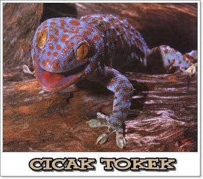 cicak tokek atau cicak besar