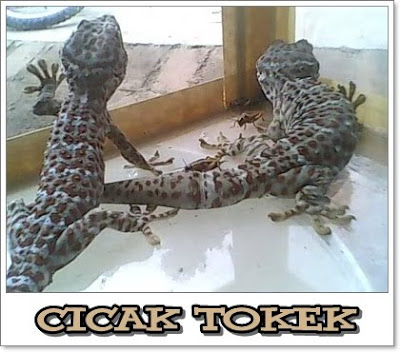 cicak tokek atau cicak besar