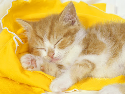 beautifull cat wallpaper wallpaper cute cat. beautifull cat wallpaper