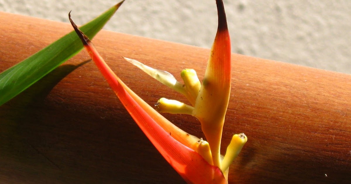 Heliconias... Heliconias... Heliconias cv Fire Flash, Heliconia