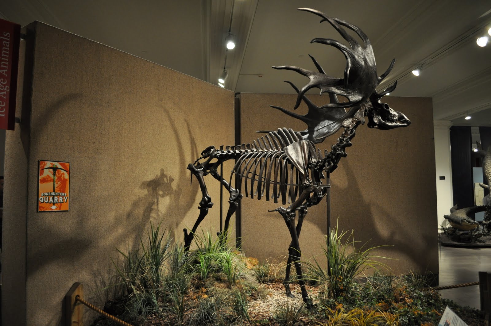 Megaloceros Giganteus