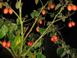 Tomate de Arbol