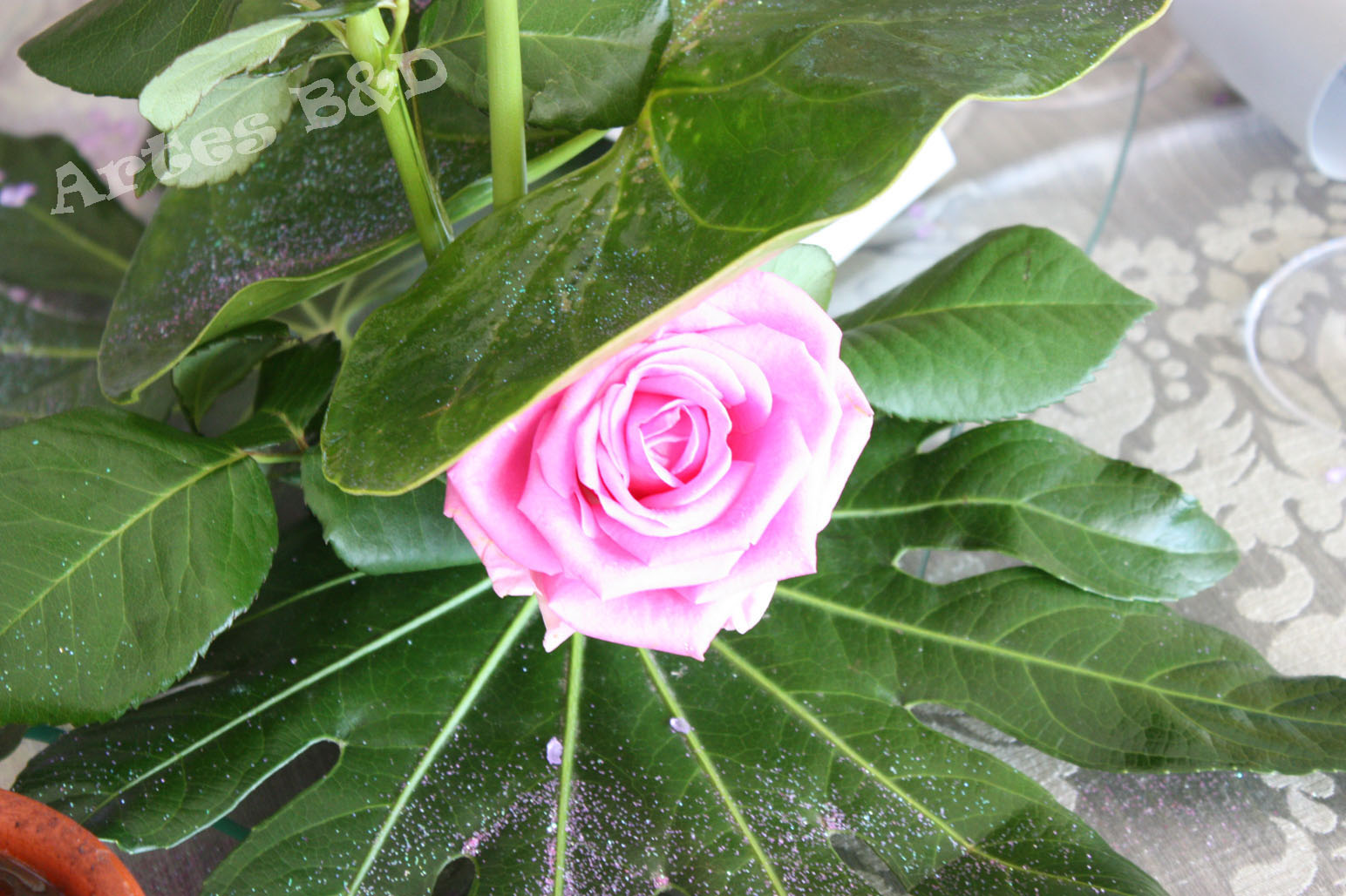 [IMG_4514.JPG]