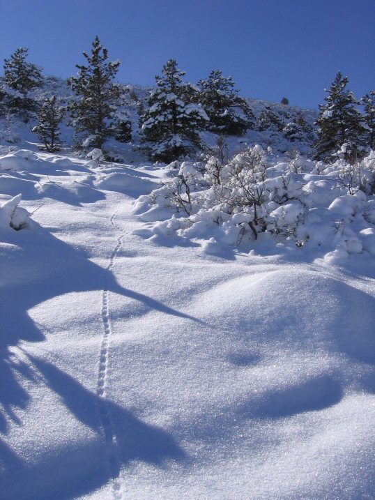 [snow.JPG]