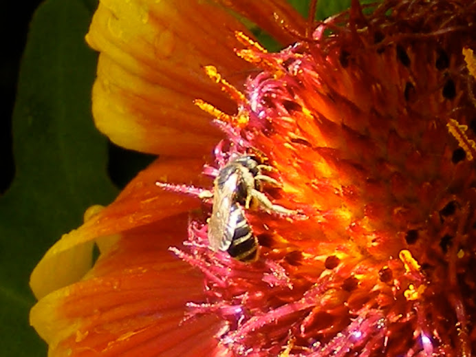 snacking bee