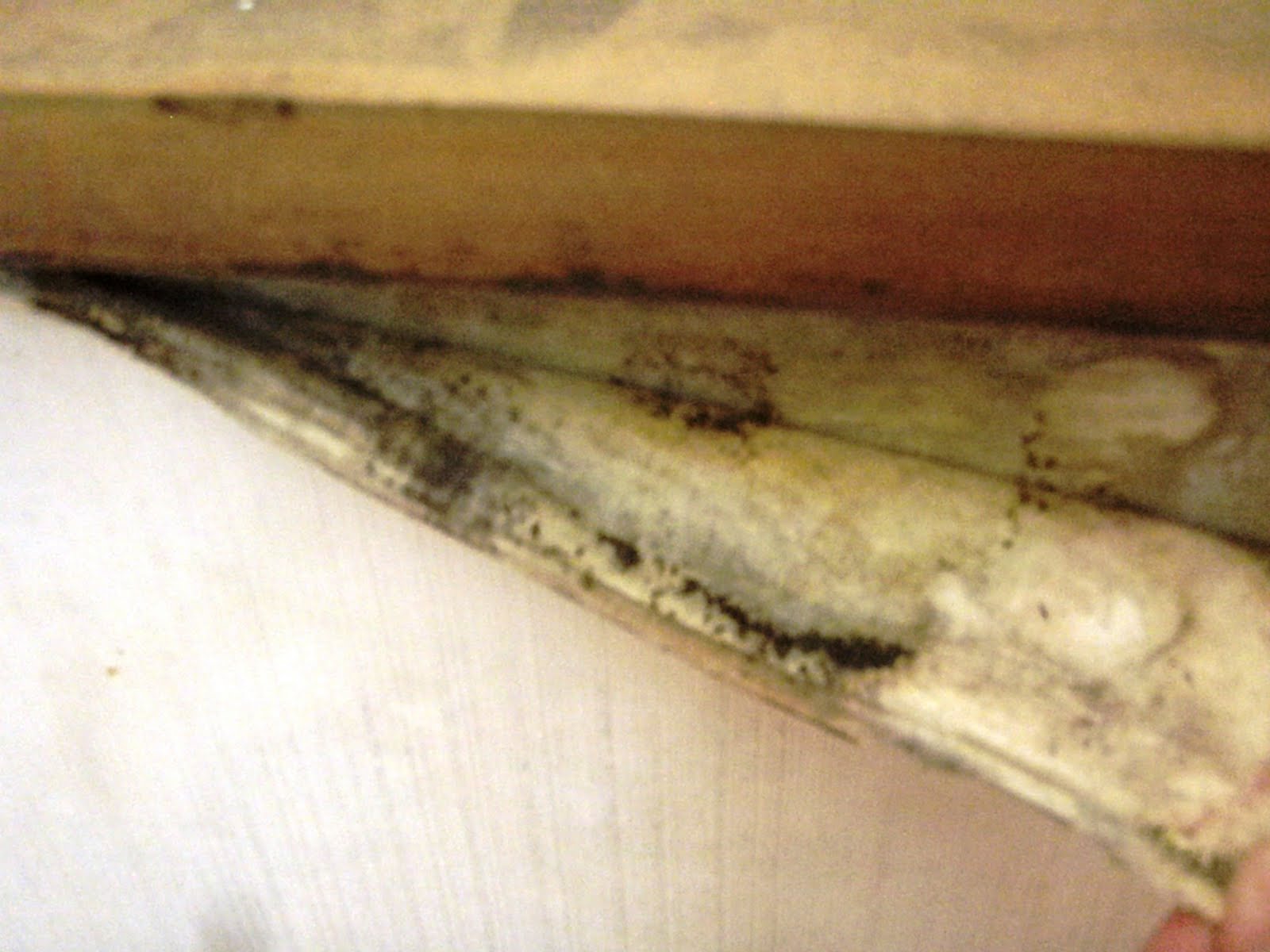 Mold Problems Gone Seoul Searching