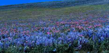 Blueflower Hill