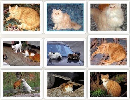 wallpaper kucing lucu. Free download cats wallpaper .