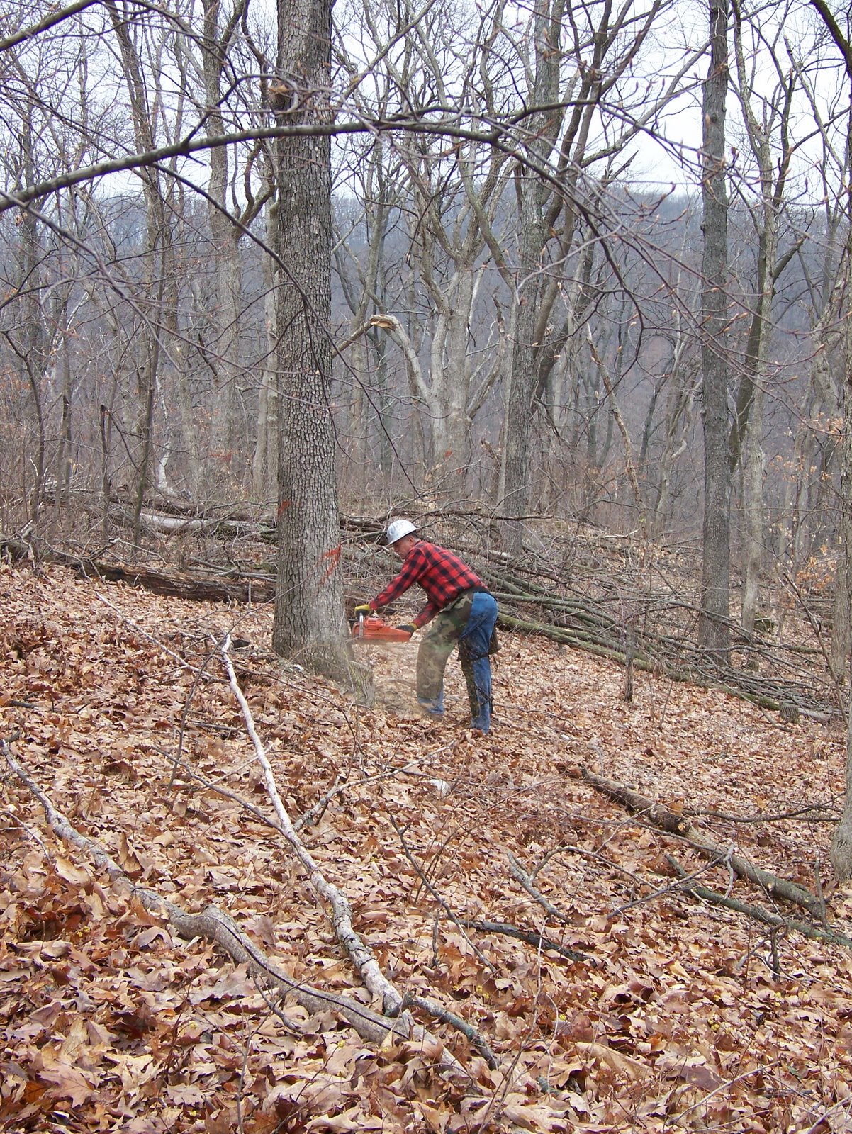 [TreeFelling.JPG]