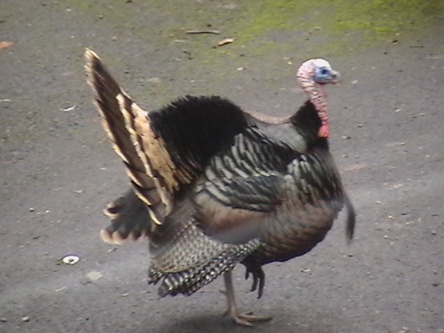[turkey+004.JPG]