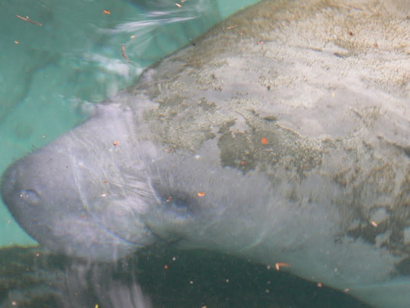 cute manatee