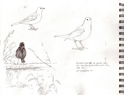 Blackbird Sketch