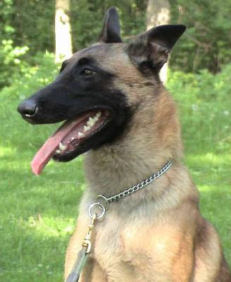 Belgian Malinois dog wallpaper puppy dog wallpaper. Belgian Malinois dog wallpaper
