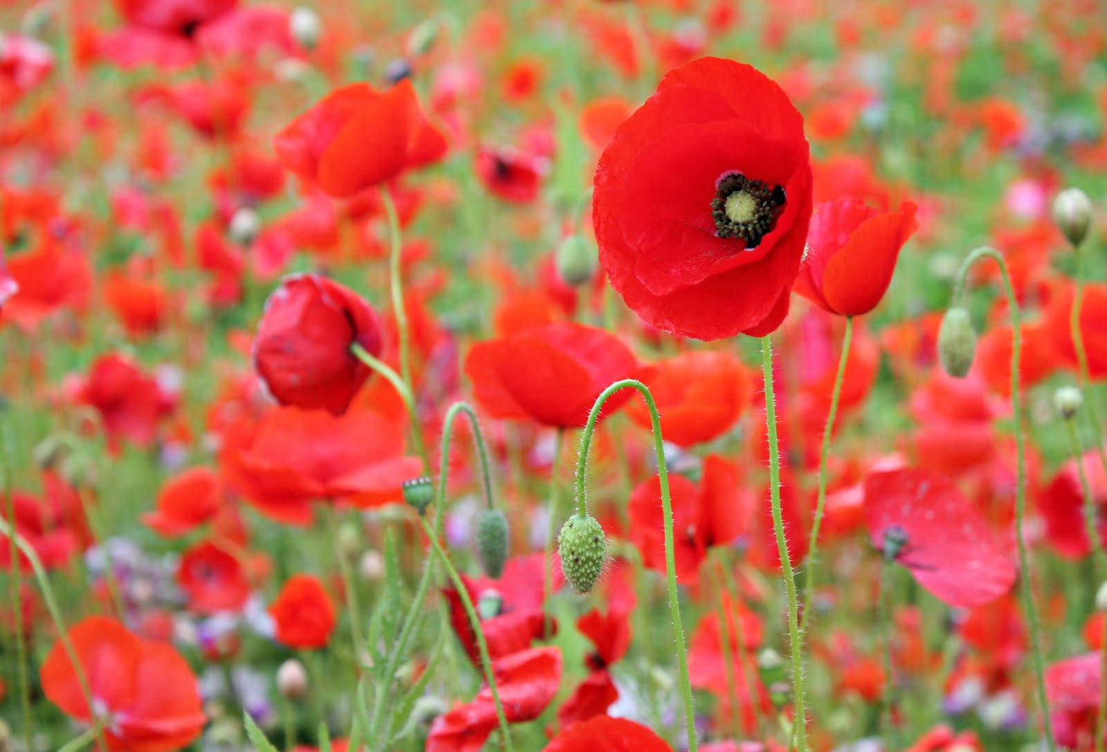 Seattle Tall Poppy Blooms of Change