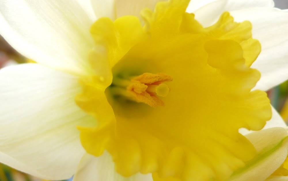 gooseberrymoon Colour inspiration daffodil colour palette