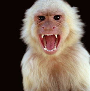 Image Of Monkey