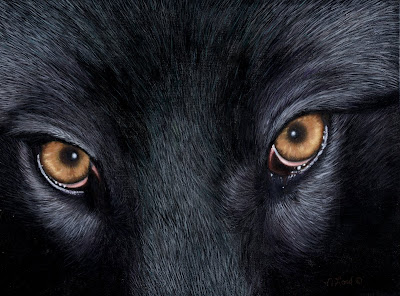 Wolf Stare