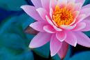 Bunga Lotus ibarat seorang wanita