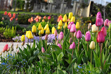 Tulips at ye ole abode