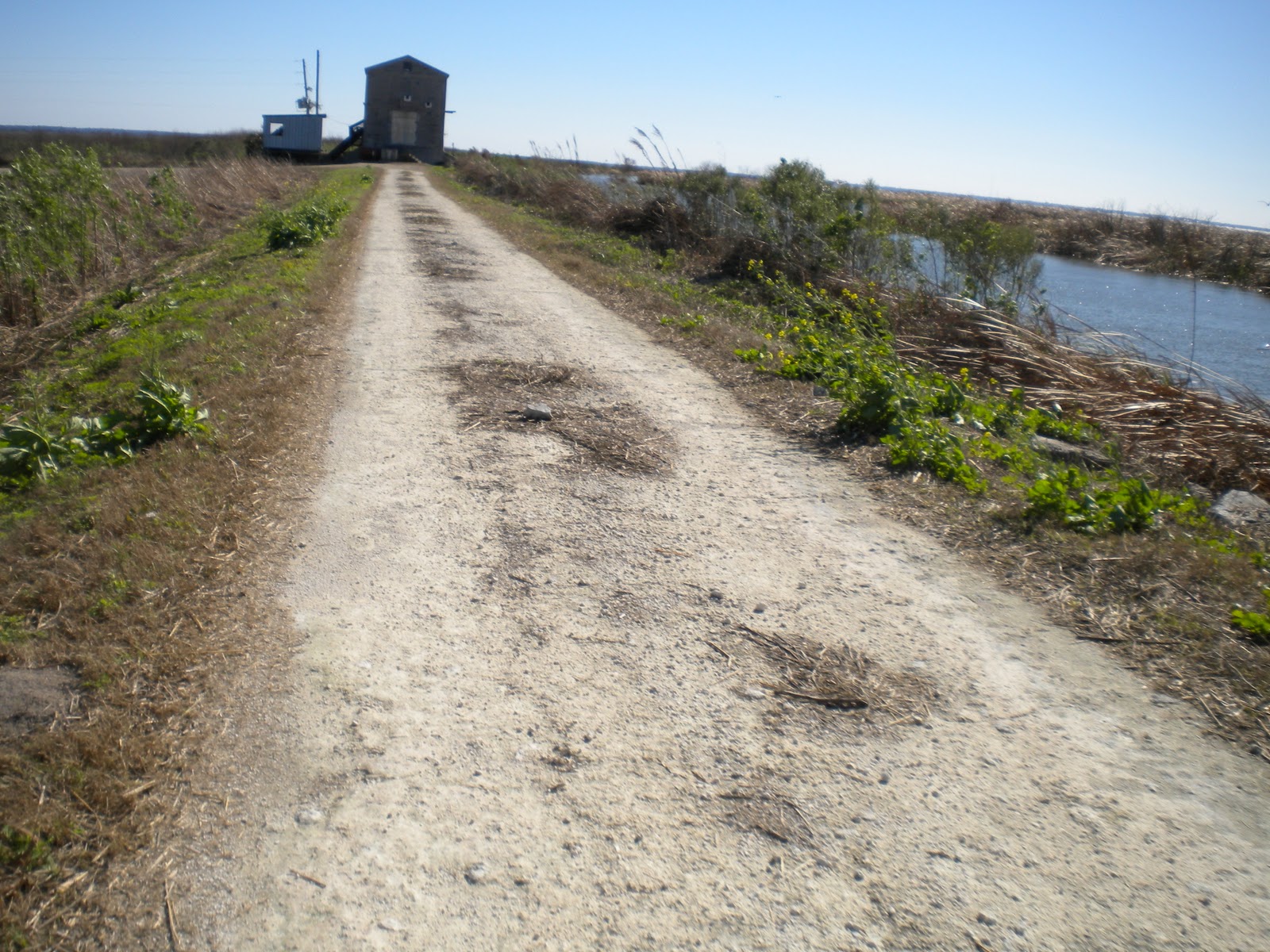 beats by dr dre solo cheap