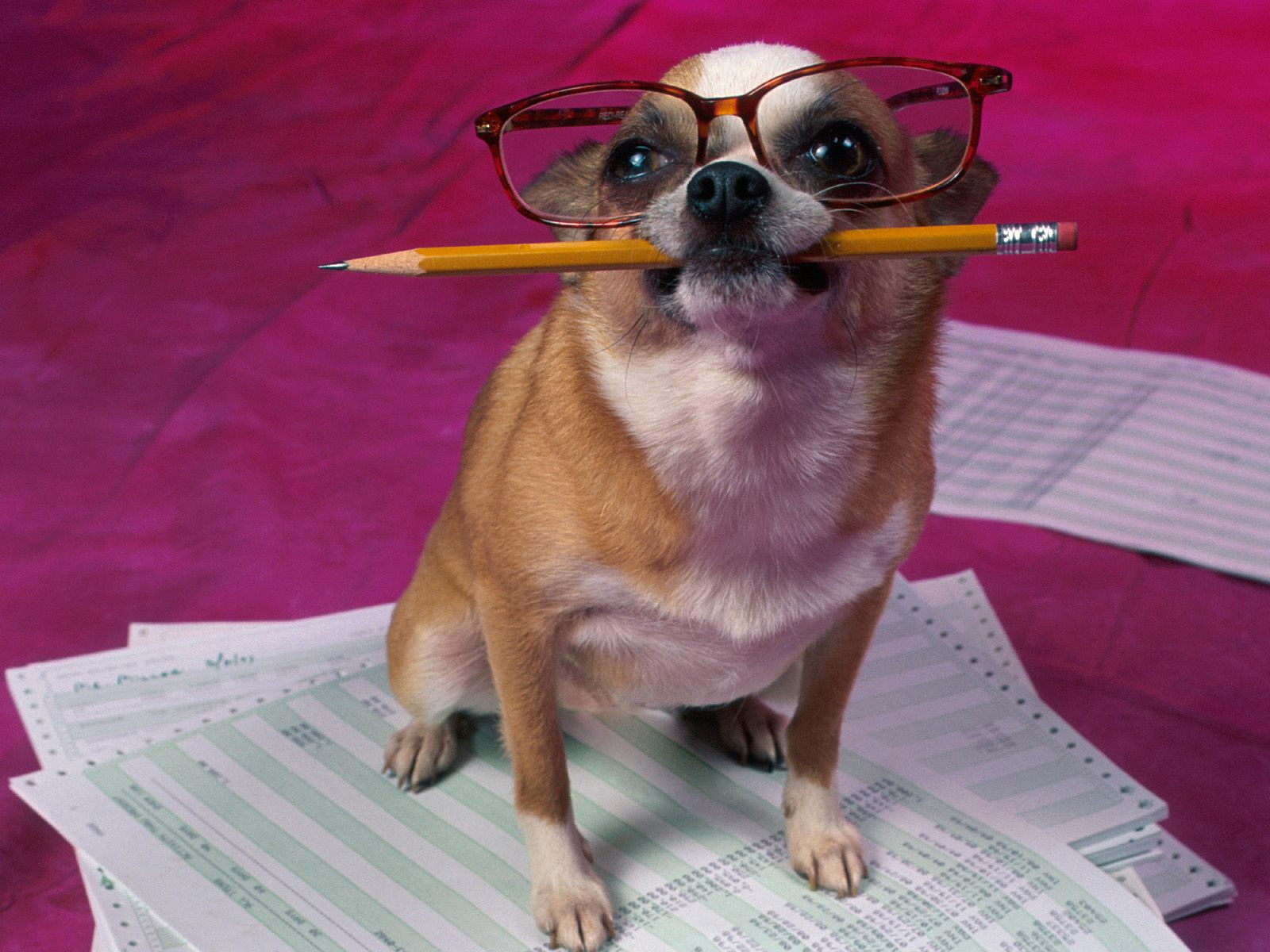 http://2.bp.blogspot.com/_ihwRPjD_97Y/TNBFOUFyKxI/AAAAAAAAALs/WZjedcs-NrI/s1600/wallpaper-perro-estudiando%5B1%5D.jpg
