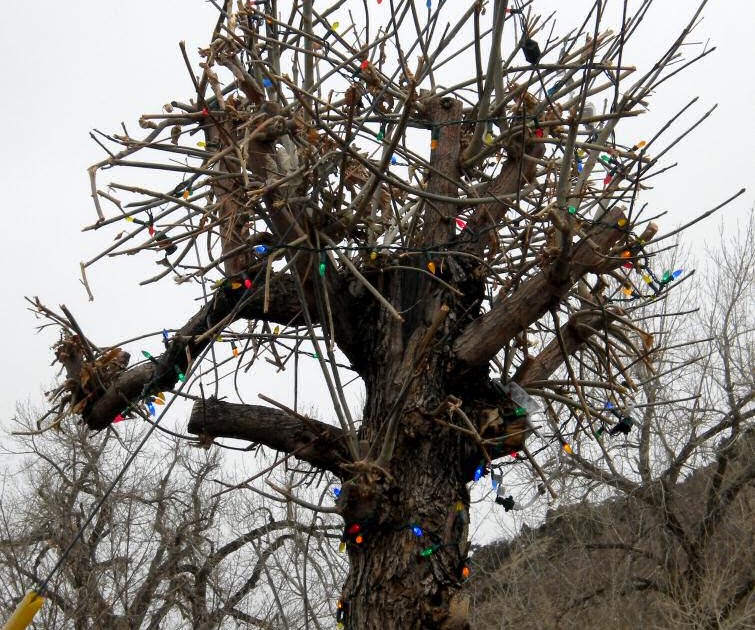 Foothills Fancies Plants Die