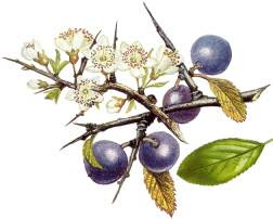 (Prunus spinosa).