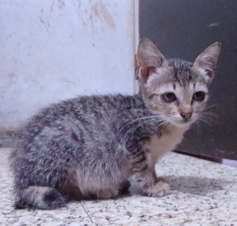 Peduli Kucing Adopsi No. Kode 001 MILO